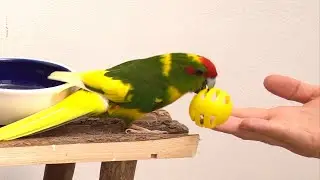 Kakariki - Balla Balla 🥎🥎🥎