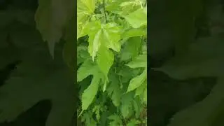 Шелковица в Питере из семян