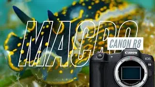 Canon R8 Macro // Ikelite 200DLM/D Underwater Housing