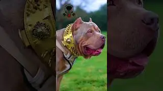 Before & After Animals Growing Up. Amazing Animal Transformation 💥#short #animalsofyoutube #shorts