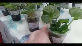 Предлагаю излишки сортовых деток фиалок на 28. 05.2024 г.