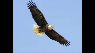 BALD EAGLE CAM