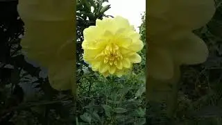 song #pahadi #music#nature #video #youtubeshorts #viralvideo 🌻