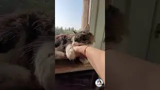 Кошачий кусь.