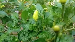 ALHAMDULILLAH TANAMAN CABE TUMBUH SUBUR