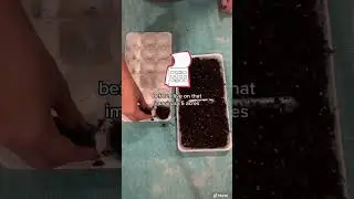 Find beauty in an egg carton