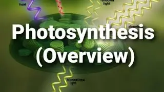 Part 1 ।। Photosynthesis in the plant ( Overview)