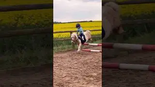 Giddy-up jumping mouse #horse #showjumping #horseriding #horselover #pony #horse #fyp #equestrian
