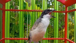 Long-Tailed Shrike ‼️TEMBAKAN RAPET SUARA JERNIH, COCOK BUAT MASTERAN CENDET TROTOL | MATERI MEWAH