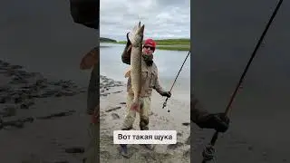 Большие щуки на Огромные приманки в  Тайге