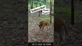 Hawk Tuah!! #hawktuah #bowhunting  #archery #deer #outdoors #deerhunting #shorts #subscribe #short