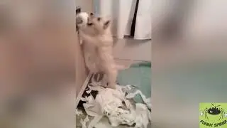 ПРИКОЛЫ С ЖИВОТНЫМИ