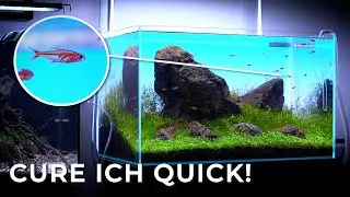 How to Treat Ich or White Spot Disease on Freshwater Fish