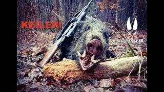 Keiler et Compagnie de Sangliers au Bon Poste! Chasse en Battue Blaser R8