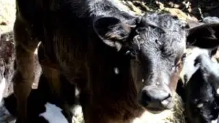 Quesos Parmagut