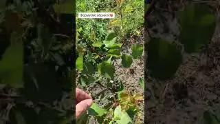 (14.06.24) Проводимо зелені операції.🍑