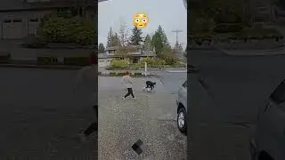 Most hilarious Thing Caught on Doorbell Camera 😳 