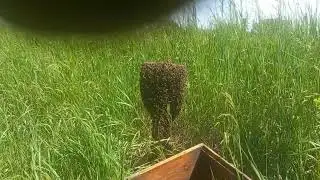Рой на обочине