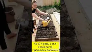 ПОСЕВ МОРКОВИ