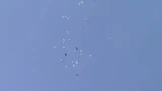 Пермские голуби ч1.