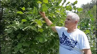 Работа в саду в конце лета