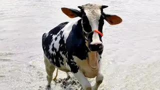Bulls and cows bath time || how to make over 100+ cows happy || village cattle market