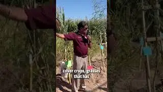 Cover Crops in New Mexico: Choosing the right cover crop for your farm's needs