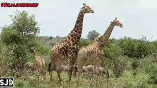 WILDLIFE // Giraffes 🦒 mating techniques