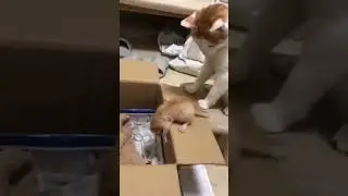 Сейчас помогу #cat #funny