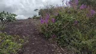 Vegetação Norte de Minas Gerais