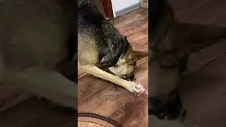 🍗Наслаждение жизнью🦴🍖