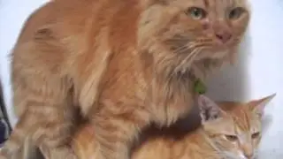 Kucing Persia Kawin ( Persian Cats Mating )