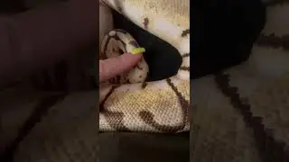 Королевский питон Жорж.