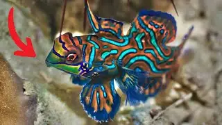 Most Beautiful Fishes