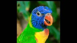 Crazy fact about animals||🤯🔥|#facts #hindifacts #dailyfacts #edit #shorts