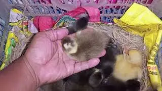 TWO MOTHER DUCKS 14+24 DUCKIES HATCH