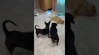 Our Two Dogs Vs. The Cat 