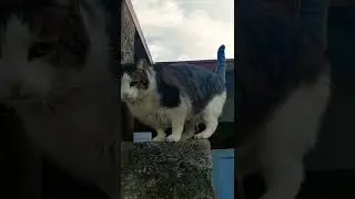 the fattest cat in Portugal