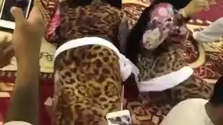 معلايه ٢٠١٩