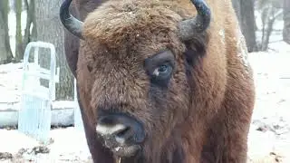 Зубры