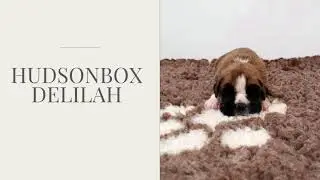 Hudsonbox Delilah @ 2 weeks old