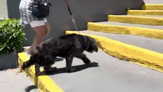 Pós operatório de tplo devido ruptura de ligamento cruzado cranial.