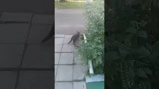 Угощение для кошечки🐱😺