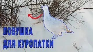 Как поймать куропатку зимой. Дедовский способ ловли.