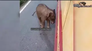 KSRTC ബസ് കണ്ടപ്പോൾ അമ്മയാണ് എന്ന് കരുതിയ ആനകുട്ടി | Baby elephant funny videos | sree 4 elephant