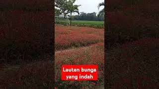 Bunga krokot warna merah