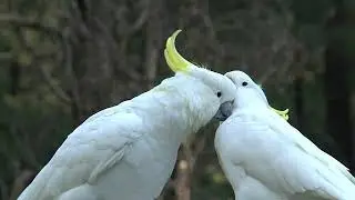 Download Free Animal Stock Videos & Footage