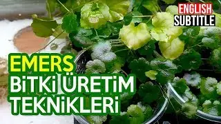 Emers Bitki Yetiştiriciliği