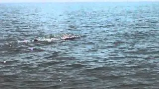 Whale off the Coast of Alabama