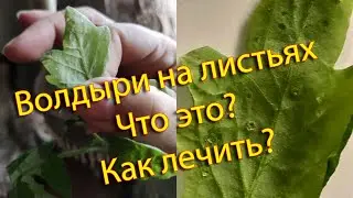 Волдыри на листьях рассады   что это и как лечить